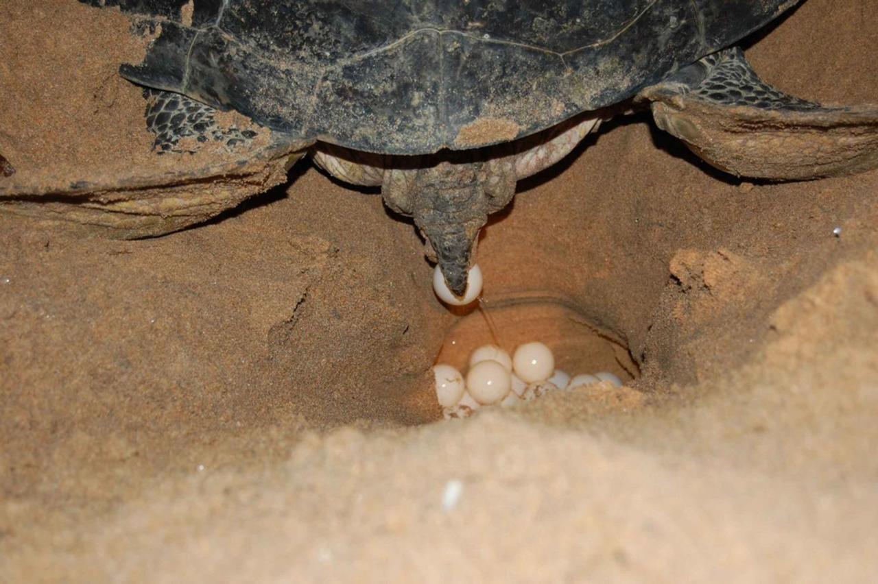 Rekawa Turtle Gate Hotel تانجالي المظهر الخارجي الصورة